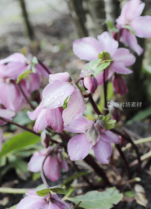 四旬期玫瑰(Helleborus orientalis)